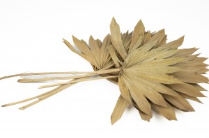 petit-palm-sun-seche-blanche-creme-7.