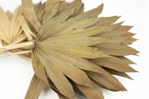 kleine-trockene-palme-weiss-creme-7