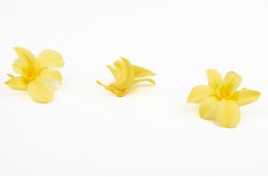 preserved-dendrobium-orchid-30.