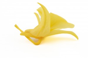 preserved-dendrobium-orchid-30.
