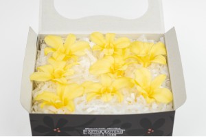 preserved-dendrobium-orchid-30.