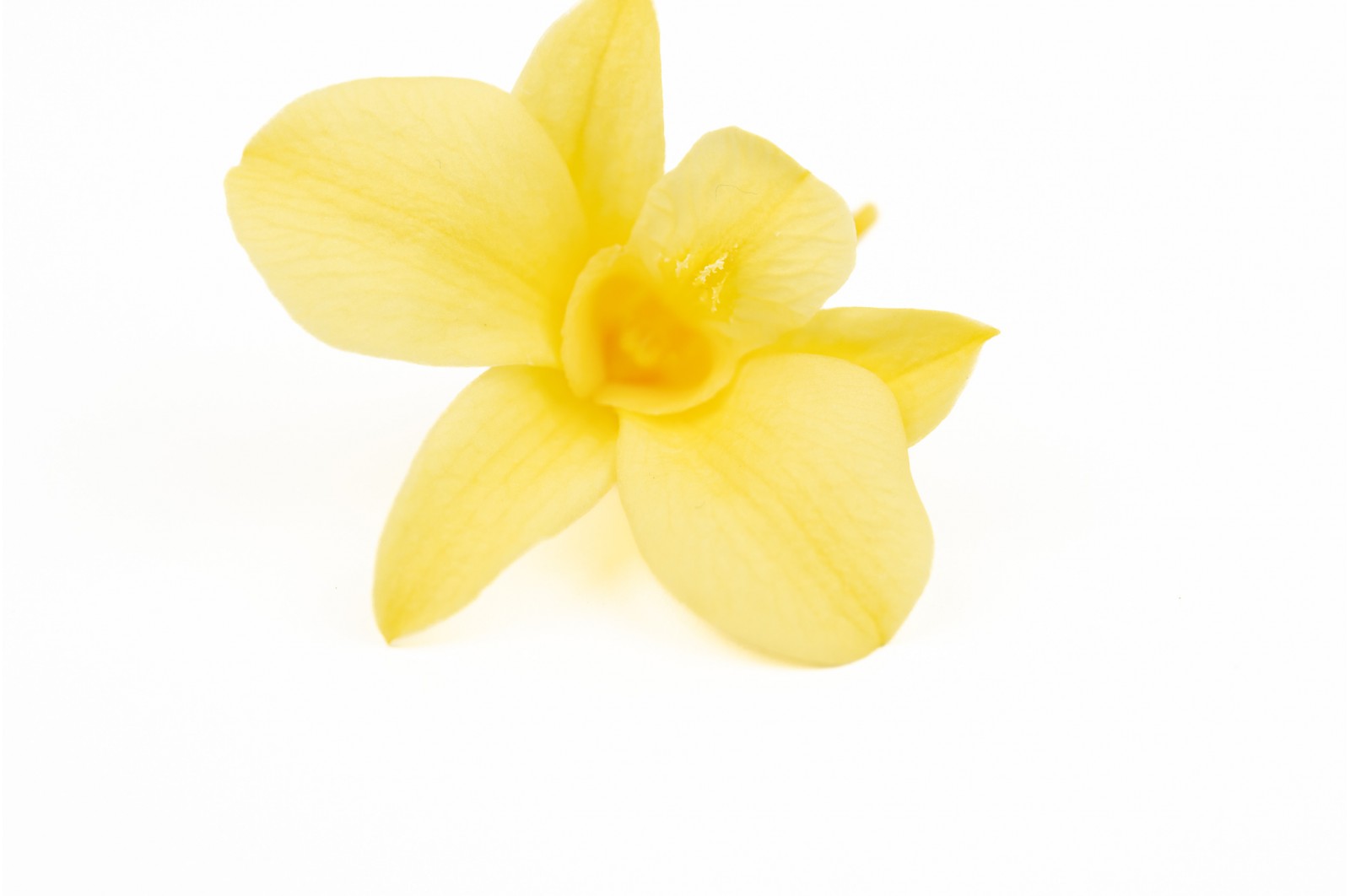 Preserved dendrobium orchid (30) preserved-dendrobium-orchid-30