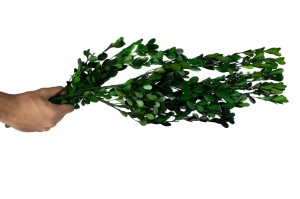 preserved-boxwood-buxus-green.