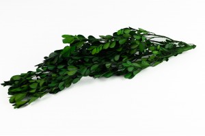 preserved-boxwood-buxus-green.