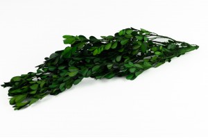 preserved-boxwoodbuxus-31.