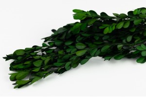 preserved-boxwood-buxus-green.