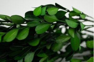 Preserved Boxwood/Buxus green (31)