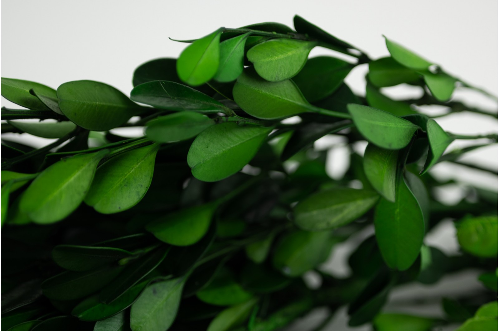 Preserved Boxwood/Buxus green (31) preserved-boxwood-buxus-green