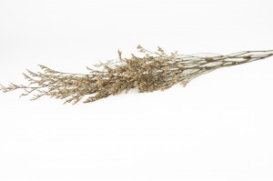 limonium-stabilise-31.
