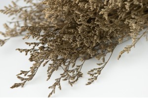 limonium-stabilise-blanccreme-31
