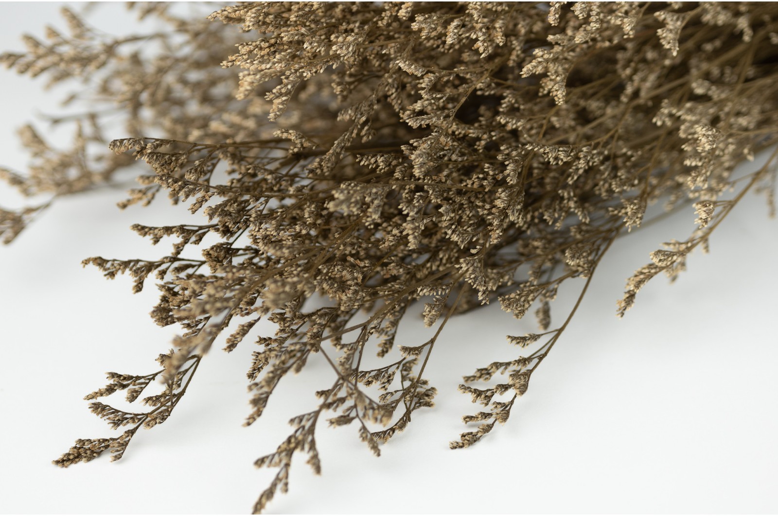 Limonium stabilisé blanc/crème (31) Limonium stabilisé blanc/crème (31)