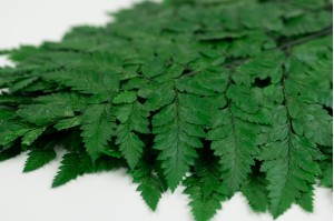 Preserved Rumora fern green (31)