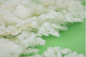 ming-fern-stabilise-31