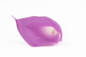 calla-stabilise-30