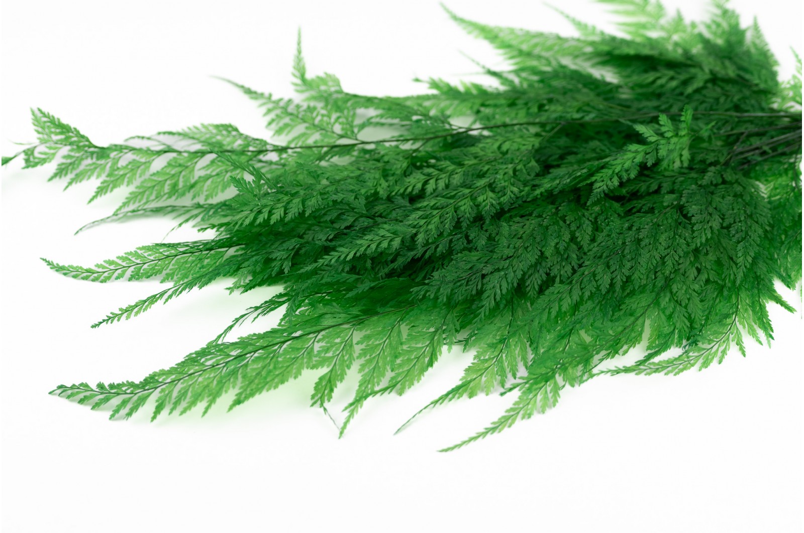 Preserved davalia fern (31) Preserved davalia fern (31)