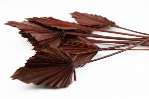 dried-palm-spear-18.