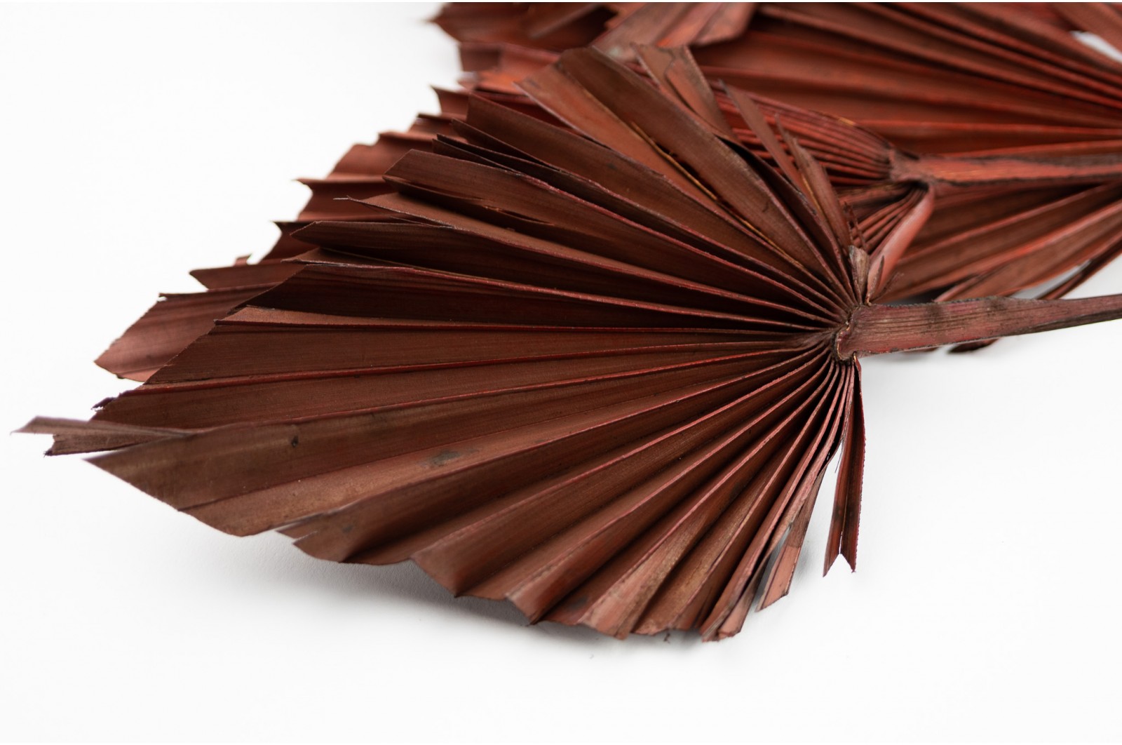 dried-palm-spear-18