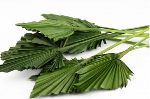 dried-palm-spear-18.