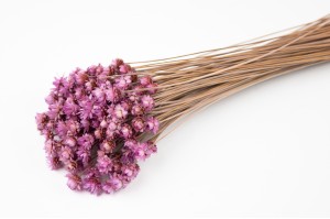 glixia-seche-geante-8.