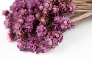 glixia-seche-geante-8.