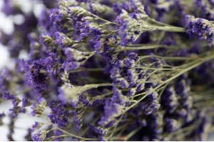 dried-limonium-natural-8.