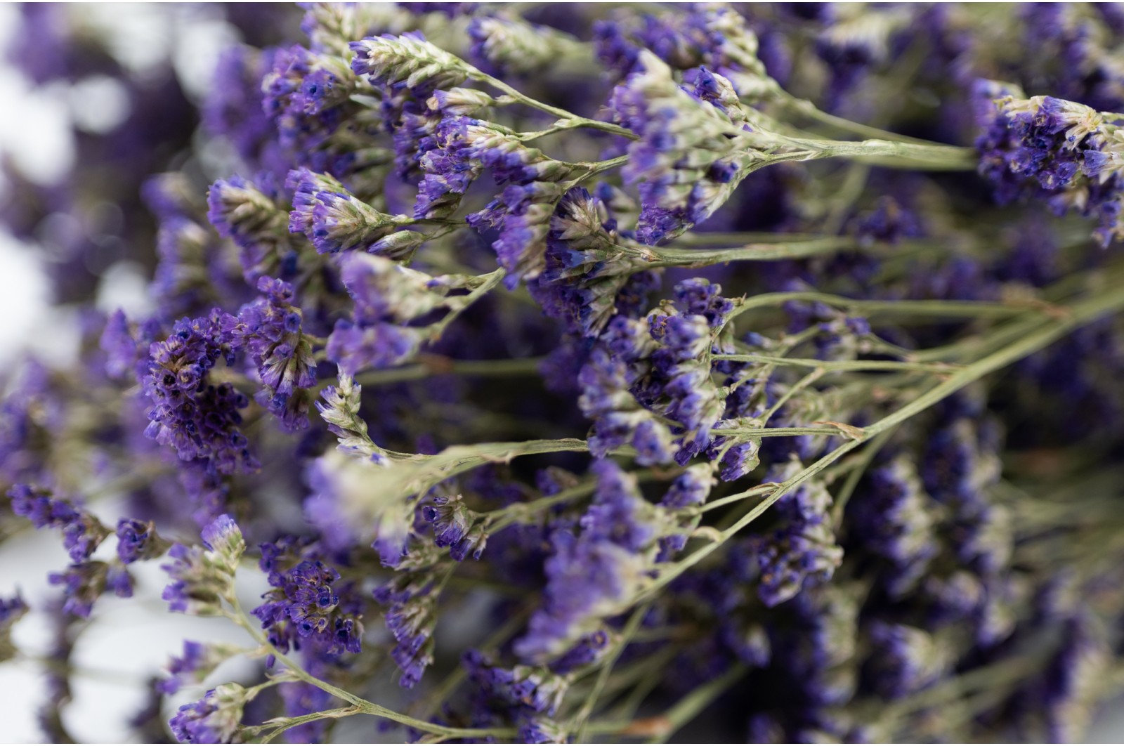 getrocknete-limonium-natur-8