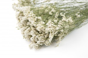 stabilisierter-limonium-sinensis-8.