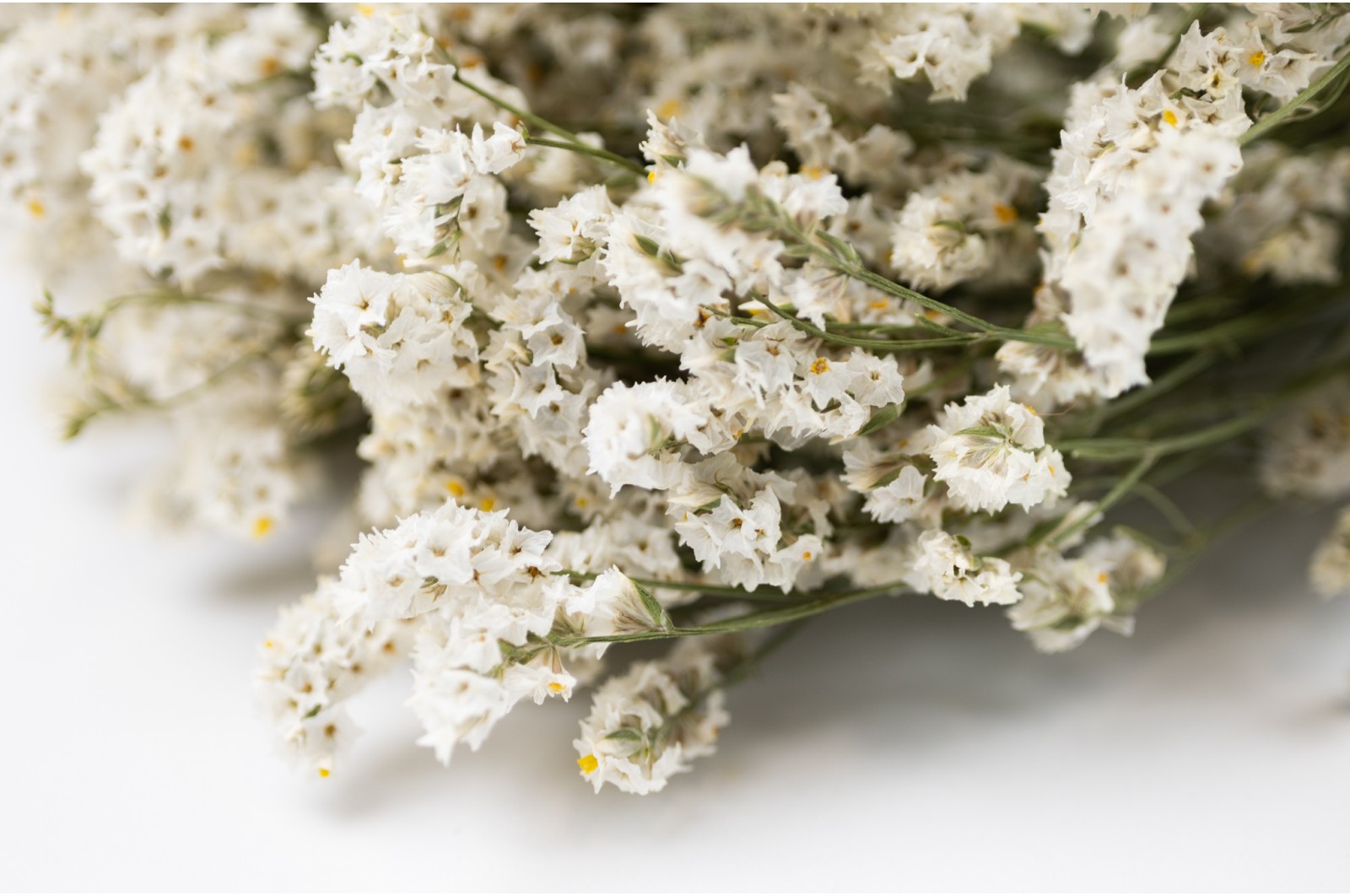 preserved-limonium-sinensis-8