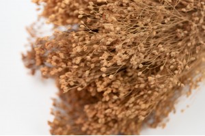 dried-broom-bloom-29