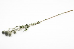 getrocknete-distel-29.