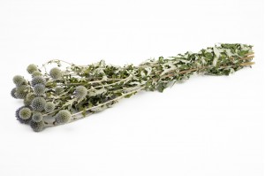 getrocknete-distel-29.