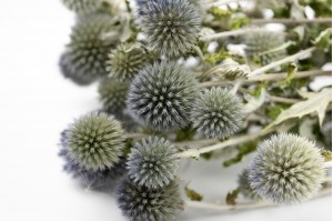 getrocknete-distel-29