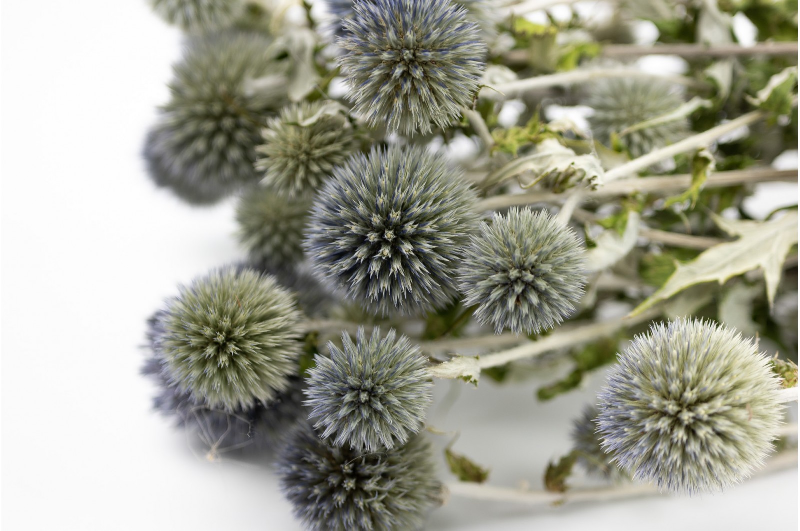 natürliche trockene Distel (29) getrocknete-distel-29
