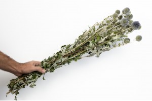 getrocknete-distel-29.