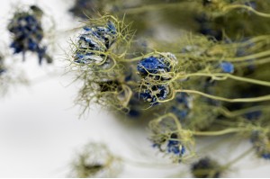 dried-nigella-blossom-29.