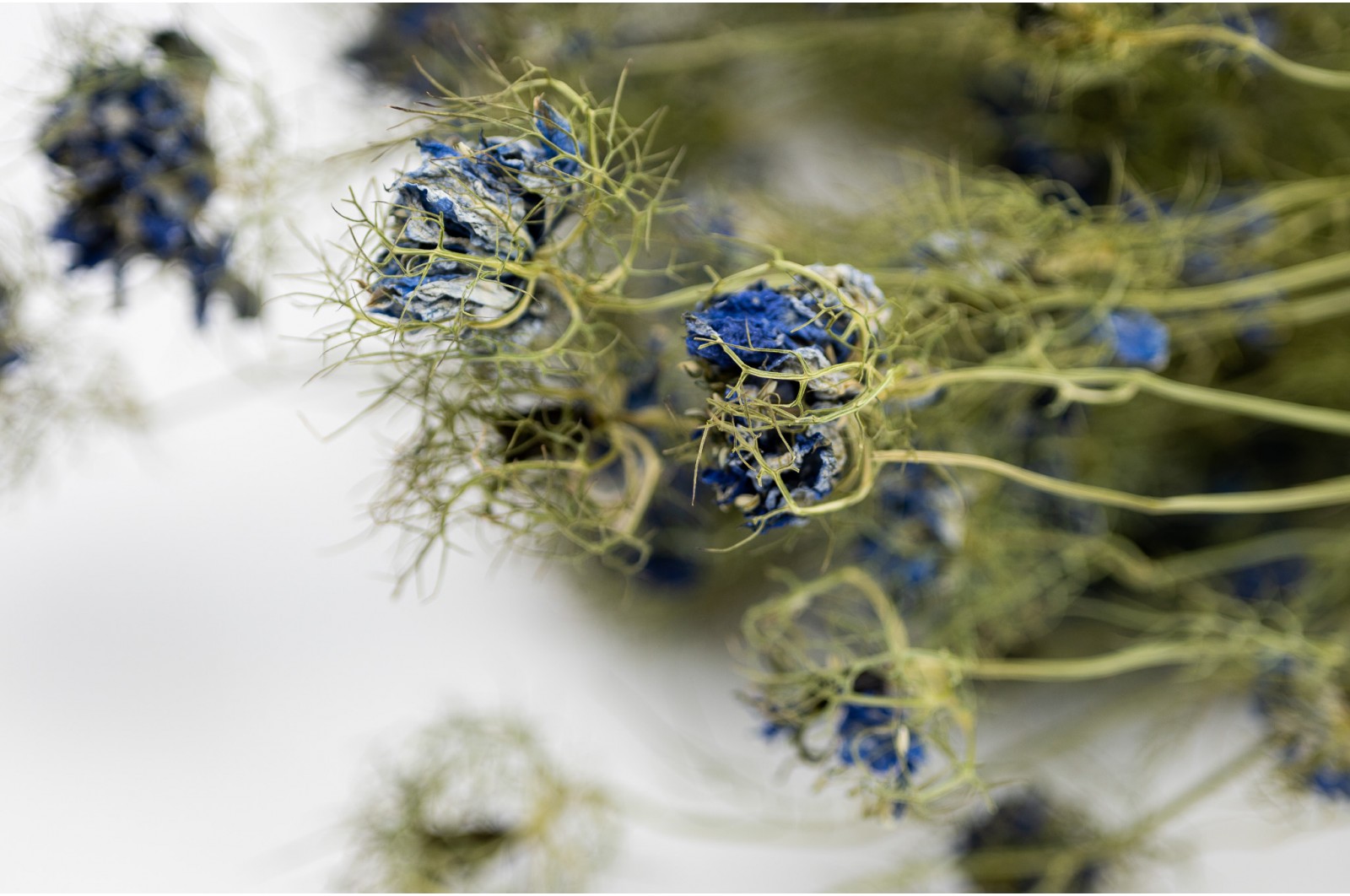 dried-nigella-blossom-29