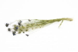 dried-nigella-blossom-29.