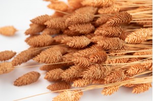 dried-phalaris-18