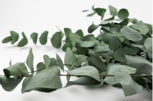 Eucalyptus cinerea stabilisé (11)