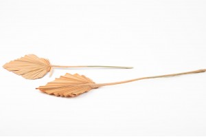 dried-palm-spear-29.