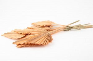 dried-palm-spear-29.