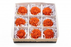 dahlia-stabilise-14.