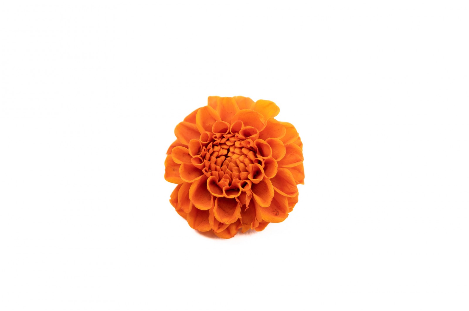 Dahlia stabilisé (14) dahlia-stabilise-14