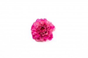 dahlia-stabilise-14