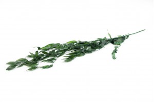 ruscus-stabilise-8.