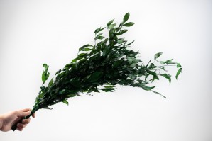 ruscus-stabilise-8.