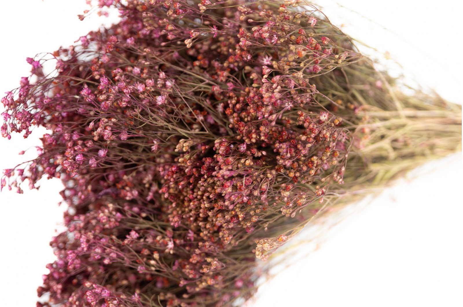 PHOCEALYS │Broom bloom sec│vente aux pros│Grossiste en fleurs séchées