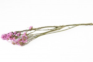 statice-sinuata-sec-18.