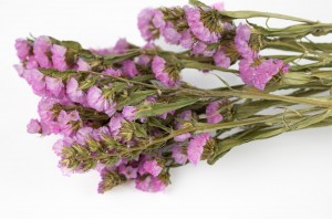 getrocknete-statice-sinuata-18