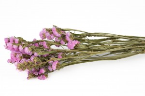statice-sinuata-sec-18.